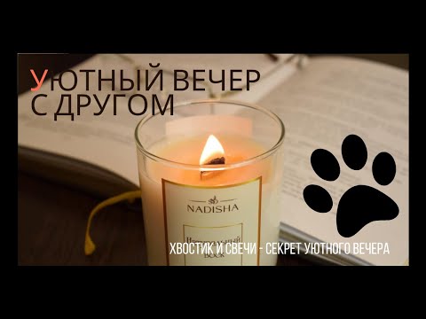 Видео: 🐾 Тайная жизнь одного уютного вечера с другом