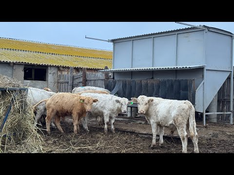Видео: Бункерная кормушка , засыпали корм , установили жалюзи