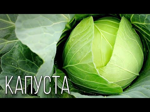 Видео: Капуста: Многоликая Помощница | Интересные факты про капусту