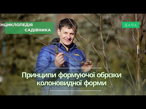 Видео: Принципи Формуючої Обрізки Колоновидної Форми. Обрізка Плодових Дерев.