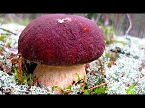 Видео: СЛАБОНЕРВНЫМ НЕ СМОТРЕТЬ! БОРОВИКИ в ОКТЯБРЕ! БЕЛЫЕ грибы на КАЖДОМ ШАГУ! Сказочная Карелия 2024