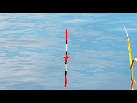 Видео: Супер клев карася на удочку! Рыбалка на карася в июне!