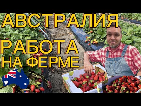 Видео: ФЕРМА В АВСТРАЛИИ. СБОР КЛУБНИКИ