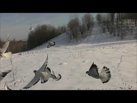 Видео: Выпуск Будапештских. 16 02 2022г и немного о гнёздах.