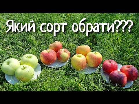 Видео: Що обрати в сад з літніх сортів яблук. Огляд сортів Міленіум голд, Целеста,Тевел, Вільям Прайд.