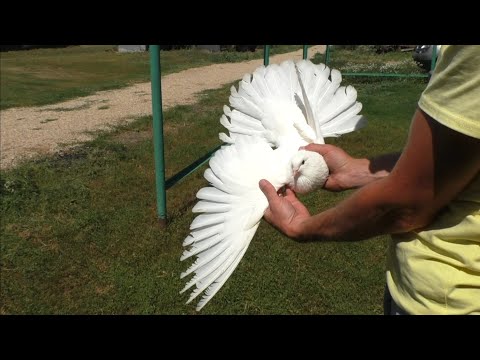 Видео: Голуби мелитопольские, кировоградские ...