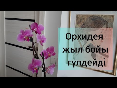 Видео: 1. Орхидея жыл бойы гүлдейді, гүл ашып тұрады. #орхидея #orchid #orhidee #orhideje