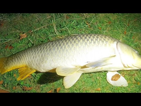 Видео: 13 КГ САЗАН БЕЗ ПОДСАКА НОЧЬЮ || ПОЛНАЯ ПОКЛЁВКА И ПОИМКА 