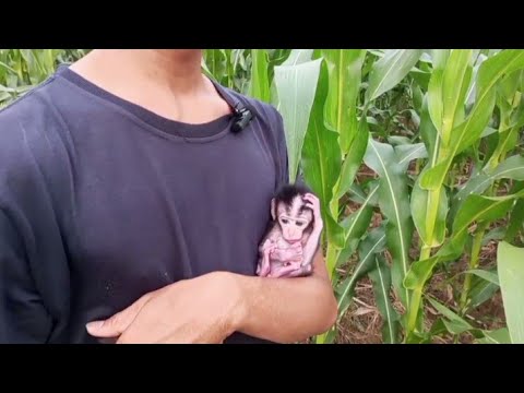 Видео: Отдохните с Seba на пышных кукурузных полях