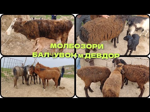 Видео: МОЛБОЗОРИ БАЛҶУВОН МАҲАЛАИ ДЕВДОР 03.004.2025