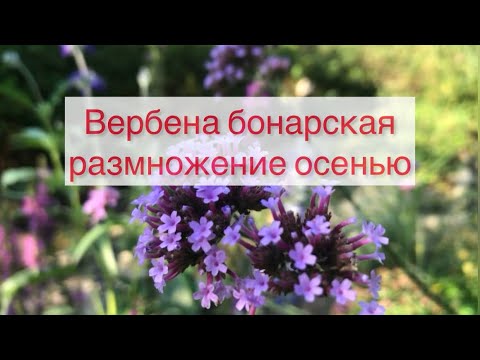Видео: Вербена бонарская размножение осенью 🌸