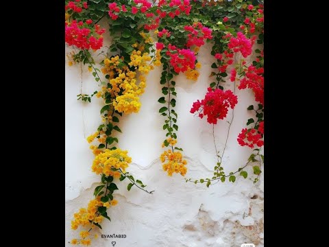 Видео: чудеса  изобилие