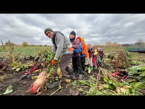 Видео: Урожай ГИГАНТСКОЙ кормовой свеклы! Семейный сбор!  Harvesting GIANT fodder beets! Family teamwork!