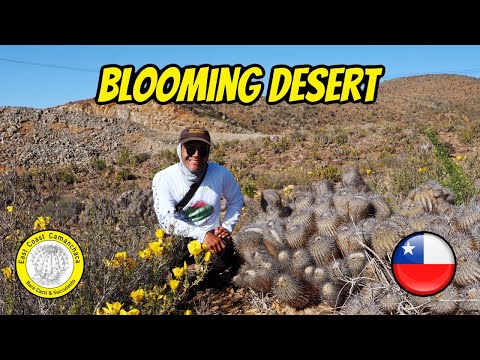 Видео: Незабываемое явление в самой сухой пустыне мира — Атакаме 🇨🇱