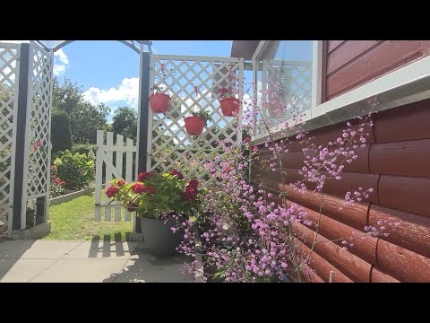 Видео: Наша Дача на севере Германии/Обзор цветников 20.08.25