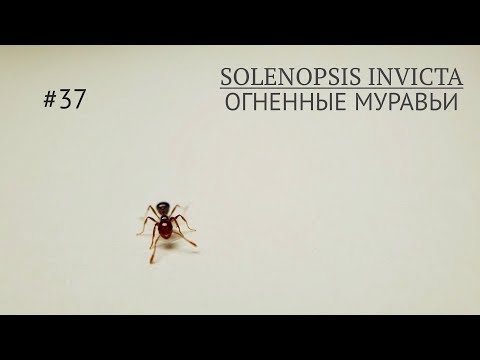 Видео: Solenopsis invicta//огненные муравьи//переселение