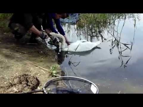 Видео: Спасение лебедя