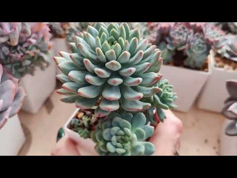 Видео: Весенний обзор часть 2