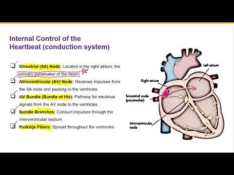 Видео: Проводящая система сердца и ЭКГ