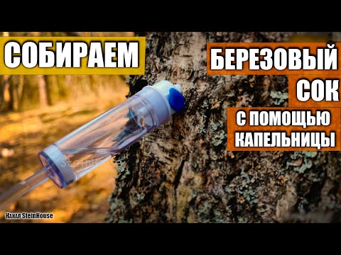 Видео: Как собрать березовый сок - Лучший способ, с помощью капельницы / SteinHouse