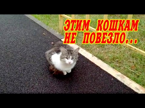 Видео: VLOG: КОШКИ СБЕЖАЛИ ИЗ КВАРТИРЫ. ГОЛОДНАЯ ЖИЗНЬ БЕЗДОМНЫХ ЖИВОТНЫХ. ЖИВОТНЫМ НУЖНА ПОМОЩЬ.