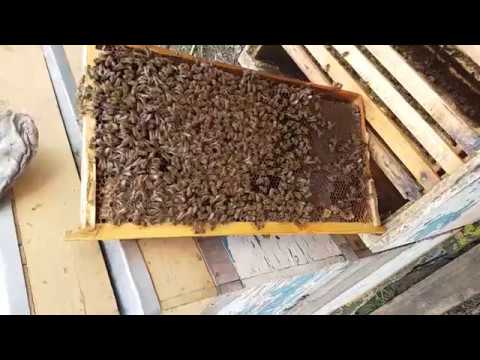 Видео: Состояние пасеки на 18.03.2018 г. Появился в семьях расплод.
