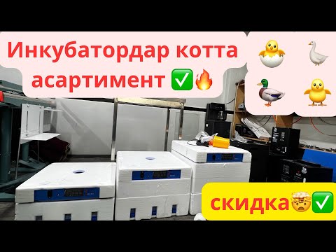 Видео: инкубатор 2025 нархлари, инкубатор нархлари, инкубатор турлври, inkubator 2025 narxlari, inkubator ✅