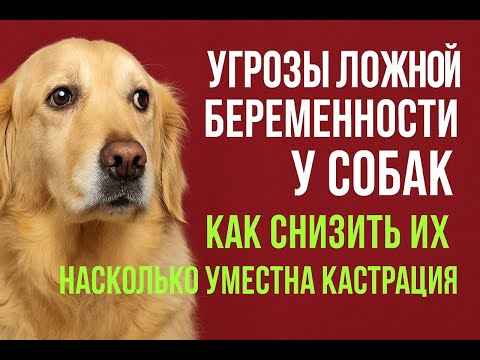 Видео: Угрозы ложной беременности для суки, как их минимизировать и насколько целесообразна кастрация.