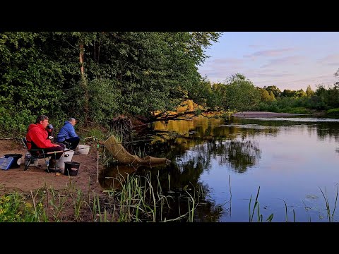 Видео: Подводные Обитатели Березины! Лещ, Плотва, Густера на Реке Березина! Рыбалка с Ночевкой. Фидер.