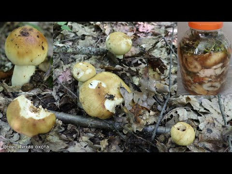 Видео: Засолка валуёв холодным способом | Как солить валуи