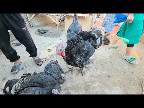 Видео: 7 сентября 2025 г. ТУРТКУЛЬ ТОВУК БОЗОР НАРХЛАРИ