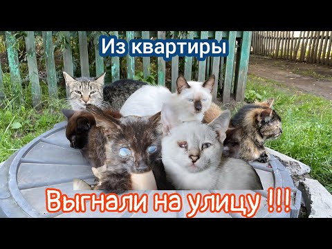 Видео: Кошек выселили на улицу с больными котятами /help save cats and kittens