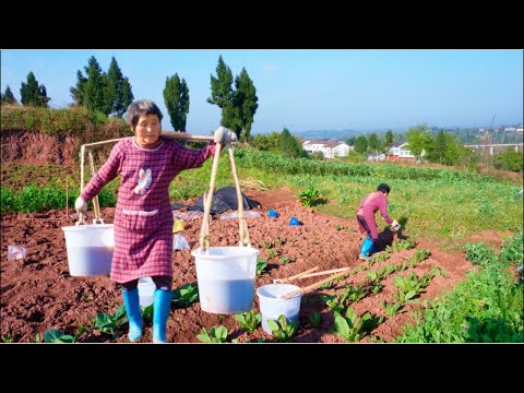 Видео: Самая тяжелая 85-летняя бабушка в Китае, трудолюбивая и счастливая ежедневная рутина