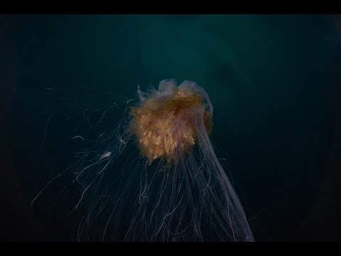 Видео: Баренцево море, Лиинахамари. Август 2025