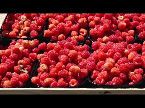 Видео: Жаркая пора в малиновом рае Молдовы. В Покровке, Дондюшанского района начался сбор ягод
