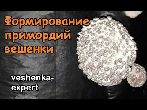 Видео: Формирование примордий вешенки
