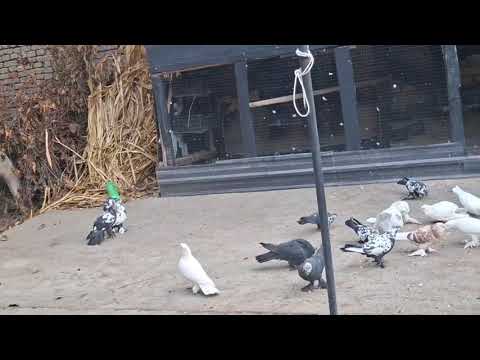 Видео: 31 октября 2025 г.