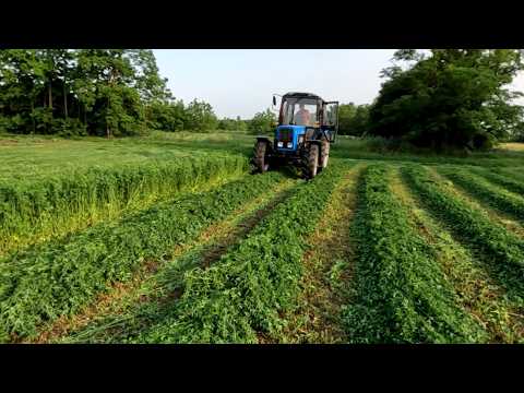 Видео: Косим второй укос люцерны на сено. Сенозаготовка 2025.