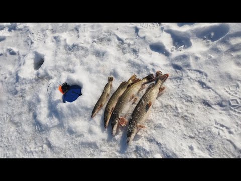 Видео: 7 прудов исследуем новый платник