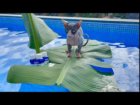 Видео: Кот плавает на ПЛОТУ в БАССЕЙНЕ 🙀
