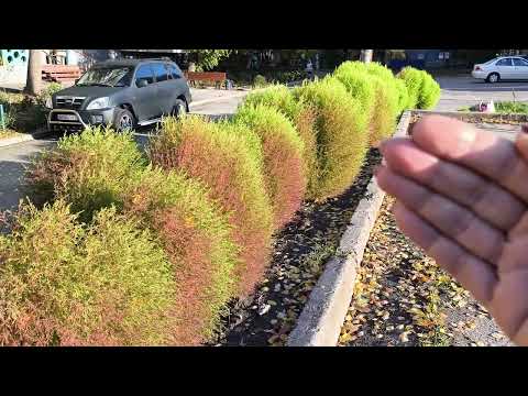 Видео: Відеоспостереження за кохією(бессією) восени.