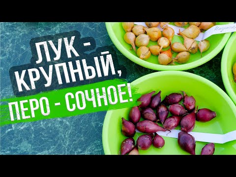 Видео: Посадка лука-севка весной, полив и уход. БОРЬБА С ЛУКОВОЙ МУХОЙ