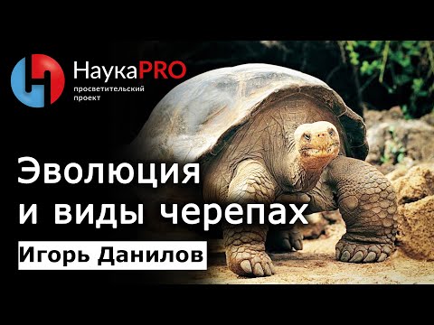 Видео: Эволюция и виды черепах | Лекции по зоологии – Игорь Данилов | Научпоп | НаукаPRO