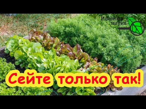 Видео: ПЫШНЫЙ УКРОП, АРОМАТНАЯ ПЕТРУШКА и ШИКАРНЫЙ САЛАТ сейте ТОЛЬКО ТАК! Секреты зеленных культур.