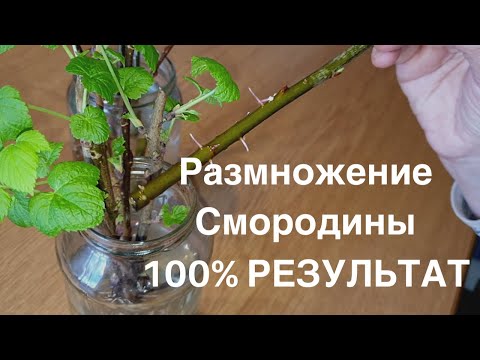 Видео: СМОРОДИНА. Как размножить смородину черенками дома! 100% результат.