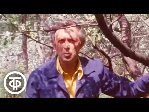 Видео: Весенние перепрививки яблонь. Наш сад (1986)