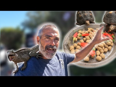 Видео: Нянчу животных моей мамы!