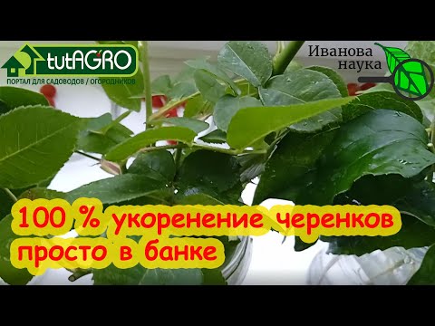 Видео: 100 % УКОРЕНЕНИЕ ЧЕРЕНКОВ РОЗ ПРЯМО В БАНКЕ. 3 секрета крепких черенков. Размножайте розы сами!