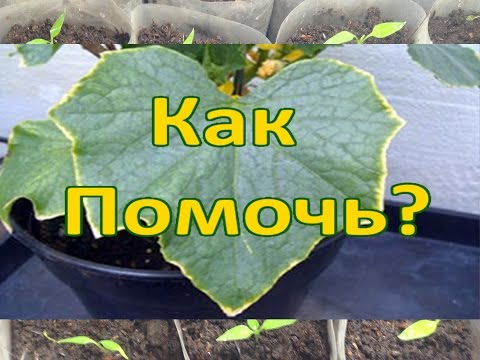 Видео: Признаки недостатка элементов у растений / Почему листья скручиваются, увядают, желтеют и гибнут.