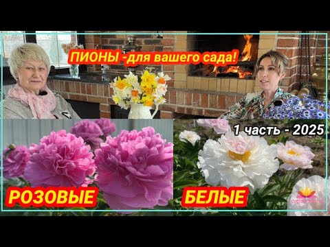 Видео: Посиделки у камина. Часть 21. Белые и розовые пионы! / Сад Ворошиловой